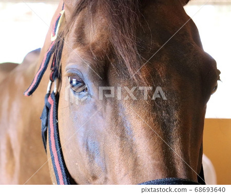 Former race horse Former race horse 68693640