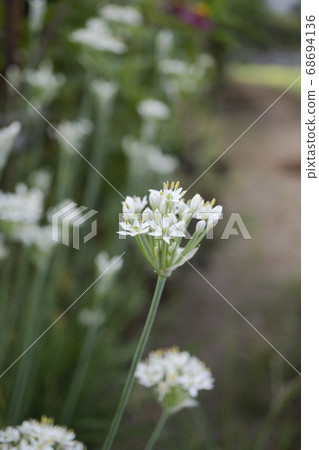Chive flowers on the roadside Chive flowers on the roadside 68694136