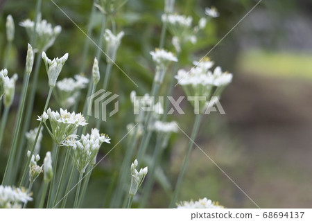 Chive flowers on the roadside 68694137