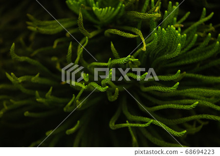 green, branch, fir 68694223