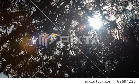View of the branches of a coniferous tree View of the branches of a coniferous tree 68694225