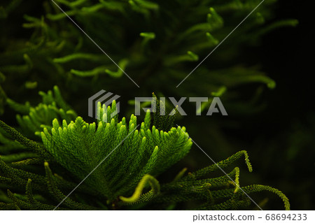 Сlose-up of a coniferous tree branch Сlose-up of a coniferous tree branch 68694233