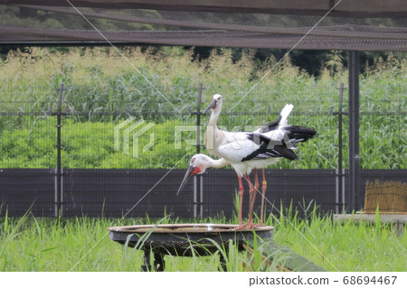 Stork Stork no Sato Stork Stork no Sato 68694467