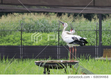 Stork Stork no Sato Stork Stork no Sato 68694468