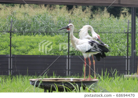 Stork Stork no Sato Stork Stork no Sato 68694470