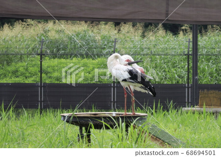 Stork Stork no Sato Stork Stork no Sato 68694501