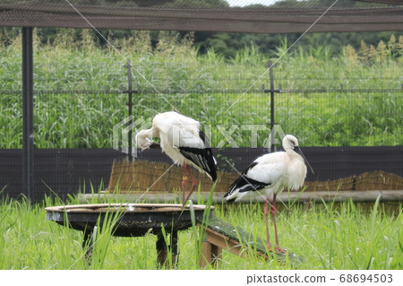 Stork Stork no Sato Stork Stork no Sato 68694503