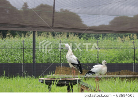 Stork Stork no Sato Stork Stork no Sato 68694505