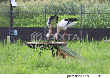 Stork Stork no Sato 68694509