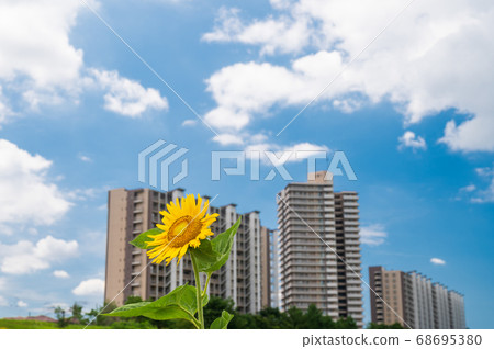 Sunflowers blooming in the park in midsummer August Sunflowers blooming in the park in midsummer August 68695380