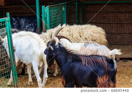 Goats in a pen in farmyard Goats in a pen in farmyard 68695448