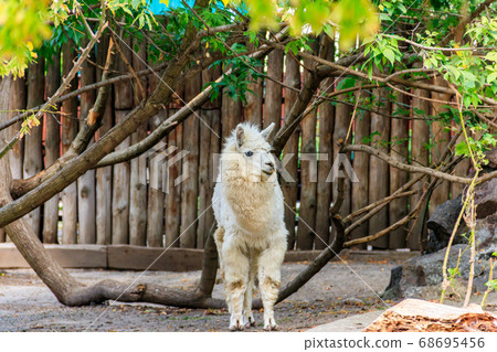 White alpaca (Vicugna pacos) on farmyard 68695456
