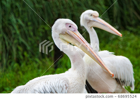 A couple of good pelicans are all looking at something. I am very close. 68695524