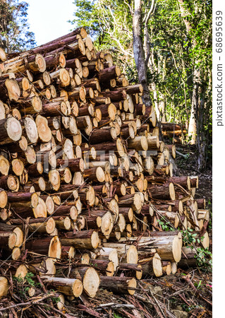 Thinned timber piled up Thinned timber piled up 68695639