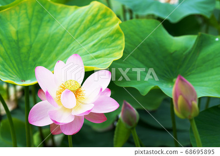 Pink lotus flower 68695895