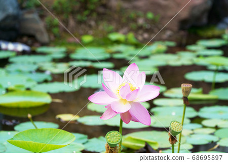 Pink lotus flower 68695897