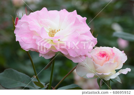  粉紅玫瑰花朵 68695932