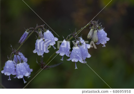 Alpine plant 68695958