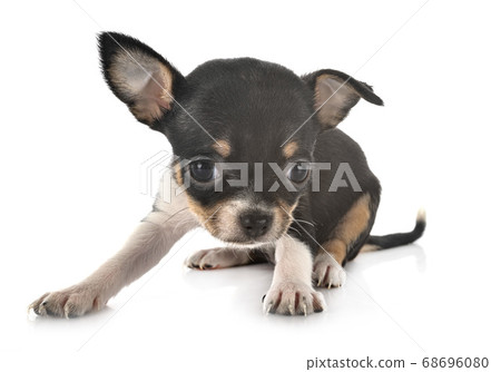 chihuahua in studio chihuahua in studio 68696080