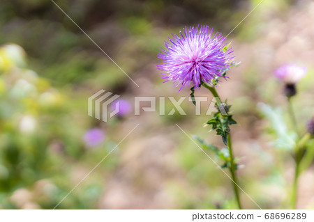  A thistle 68696289