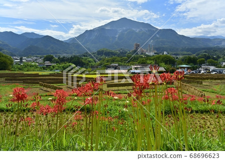 Flowers of Limulus serrata and Mt. Flowers of Limulus serrata and Mt. 68696623