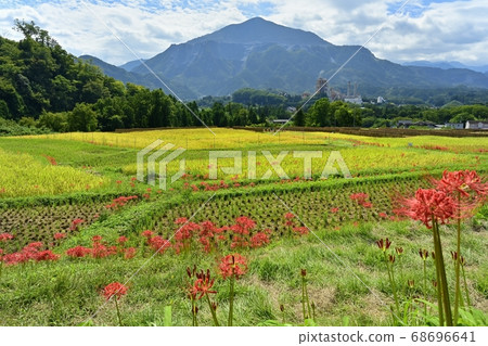 Flowers of Limulus serrata and Mt. 68696641