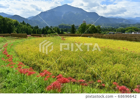 Flowers of Limulus serrata and Mt. 68696642