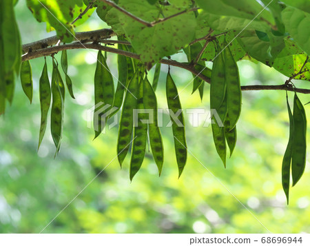 Photograph of the beans and fruits of Nahazou in August, when you can see the seeds that have started to turn brown Photograph of the beans and fruits of Nahazou in August, when you can see the seeds that have started to turn brown 68696944