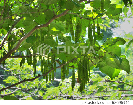 Red bean nuts, which began to turn brown, photographed in August Red bean nuts, which began to turn brown, photographed in August 68696945