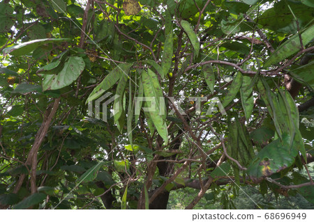 Red bean nuts in the park, taken in August Red bean nuts in the park, taken in August 68696949
