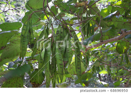 Photograph of the beans and fruits of redbuds hanging in a flock in August Photograph of the beans and fruits of redbuds hanging in a flock in August 68696950