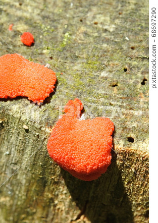 A type of deformed bacteria Red small crushed bacteria Vertical picture A type of deformed bacteria Red small crushed bacteria Vertical picture 68697290