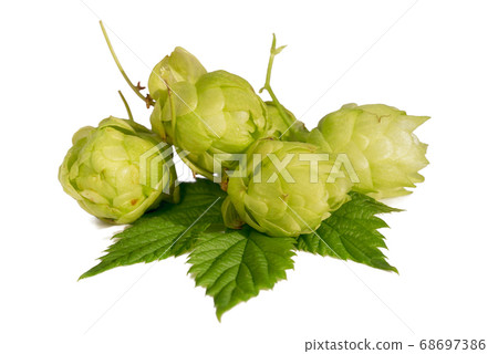 Fresh green hops isolated on white background. Fresh green hops isolated on white background. 68697386