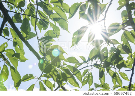 新鮮的綠色櫻桃葉和陽光 68697492