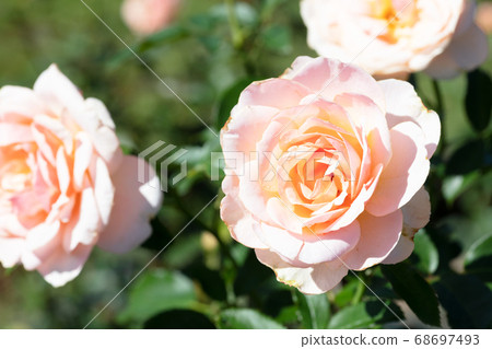  粉紅玫瑰花朵 68697493