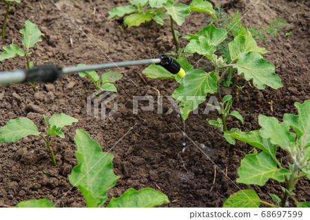Protecting eggplant plants from fungal disease or Protecting eggplant plants from fungal disease or 68697599