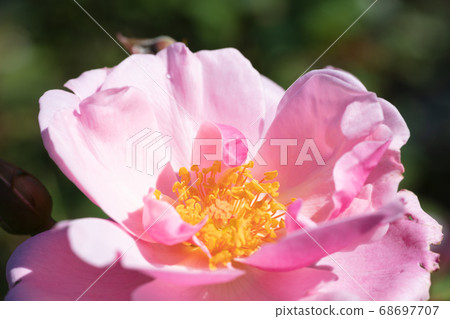  粉紅玫瑰花朵 68697707