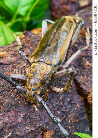 There was a powerful big beetle. There was a powerful big beetle. 68697736