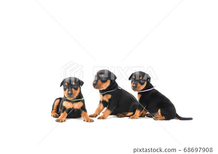 Three miniature pinscher puppies on white Three miniature pinscher puppies on white 68697908