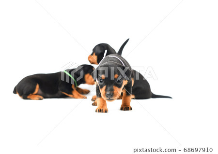 Three miniature pinscher puppies on white Three miniature pinscher puppies on white 68697910