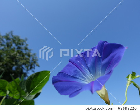 Morning glory morning glory morning glory Morning glory morning glory morning glory 68698226