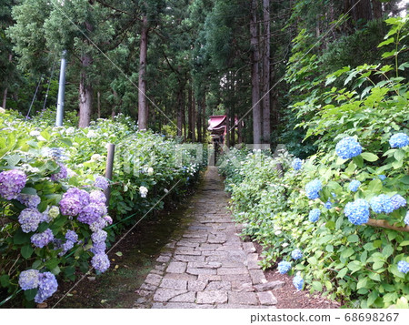 Hydrangea in full bloom Ishio Monjudo 68698267