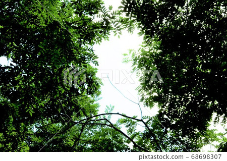 綠色森林對比 68698307