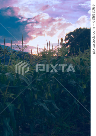 高粱領域在黃昏 高粱領域在黃昏 68698369