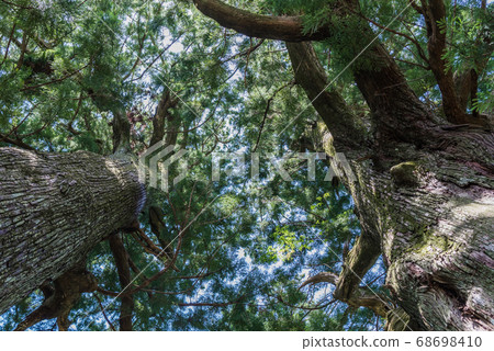 A giant cedar tree looking up from below 68698410