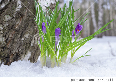 Beautiful violet crocuses in the snow in spring 68698411