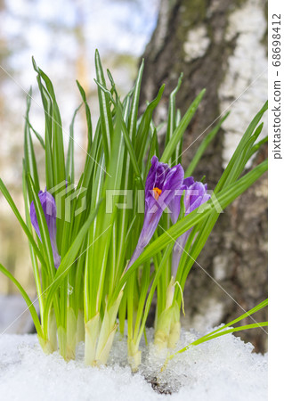 Beautiful violet crocuses in the snow in spring 68698412