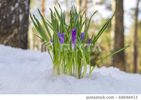 Beautiful violet crocuses in the snow in spring 68698413