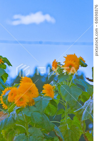 Blue sky back sunflower Blue sky back sunflower 68698876