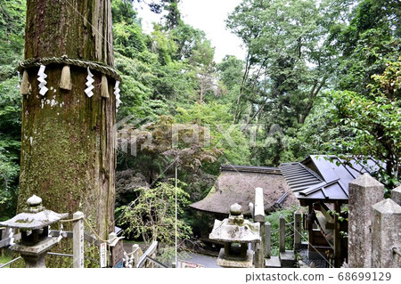 The sacred tree of Kurama Temple in Kyoto The sacred tree of Kurama Temple in Kyoto 68699129